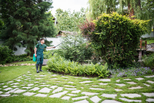 Best Ant Control Services  in Creve Coeur, IL