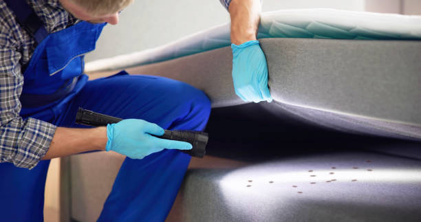 Wasp Removal Services in Creve Coeur, IL