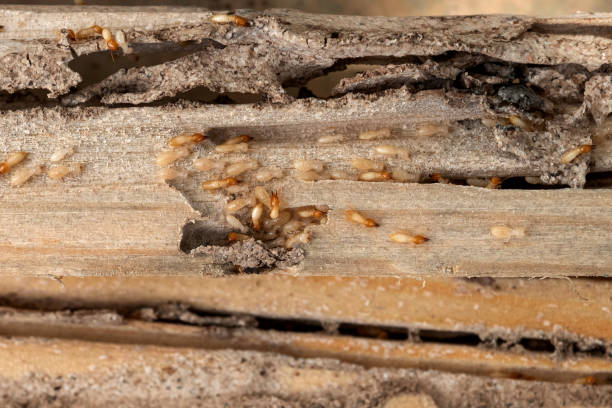 Best Rodent Control Near Me  in Creve Coeur, IL